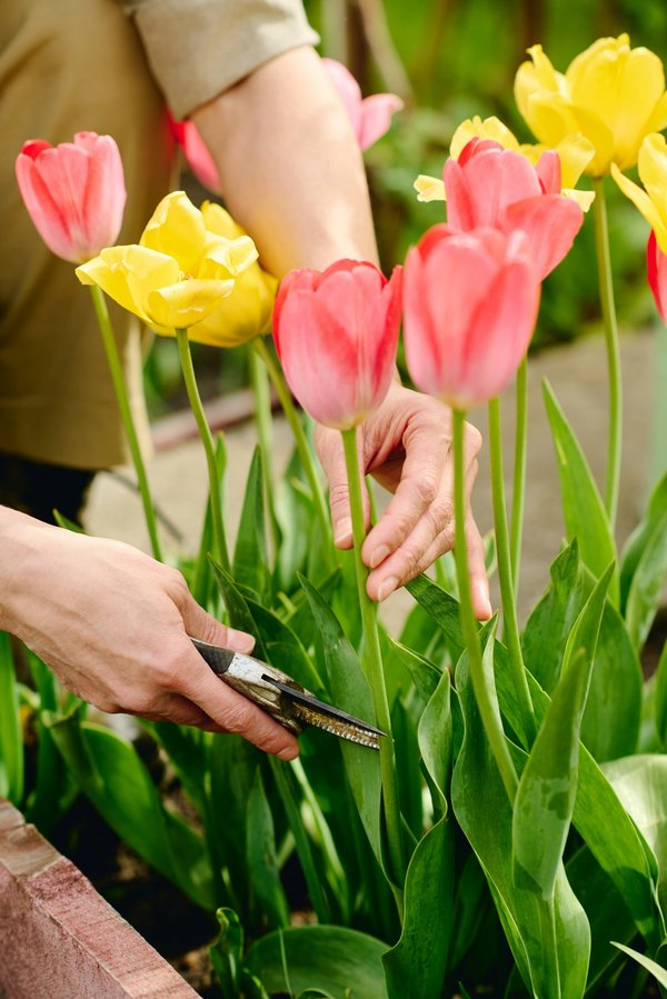 Guide complet pour choisir le meilleur sécateur adapté à vos besoins